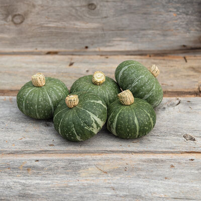 Sweet Jade Winter Squash