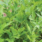 Lovage Lovage Lovage