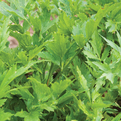 Lovage Lovage Lovage