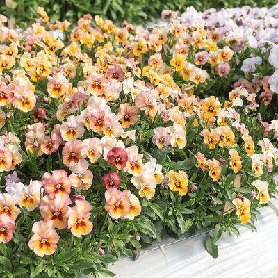 Nature™ Antique Shades Viola (Pansy)