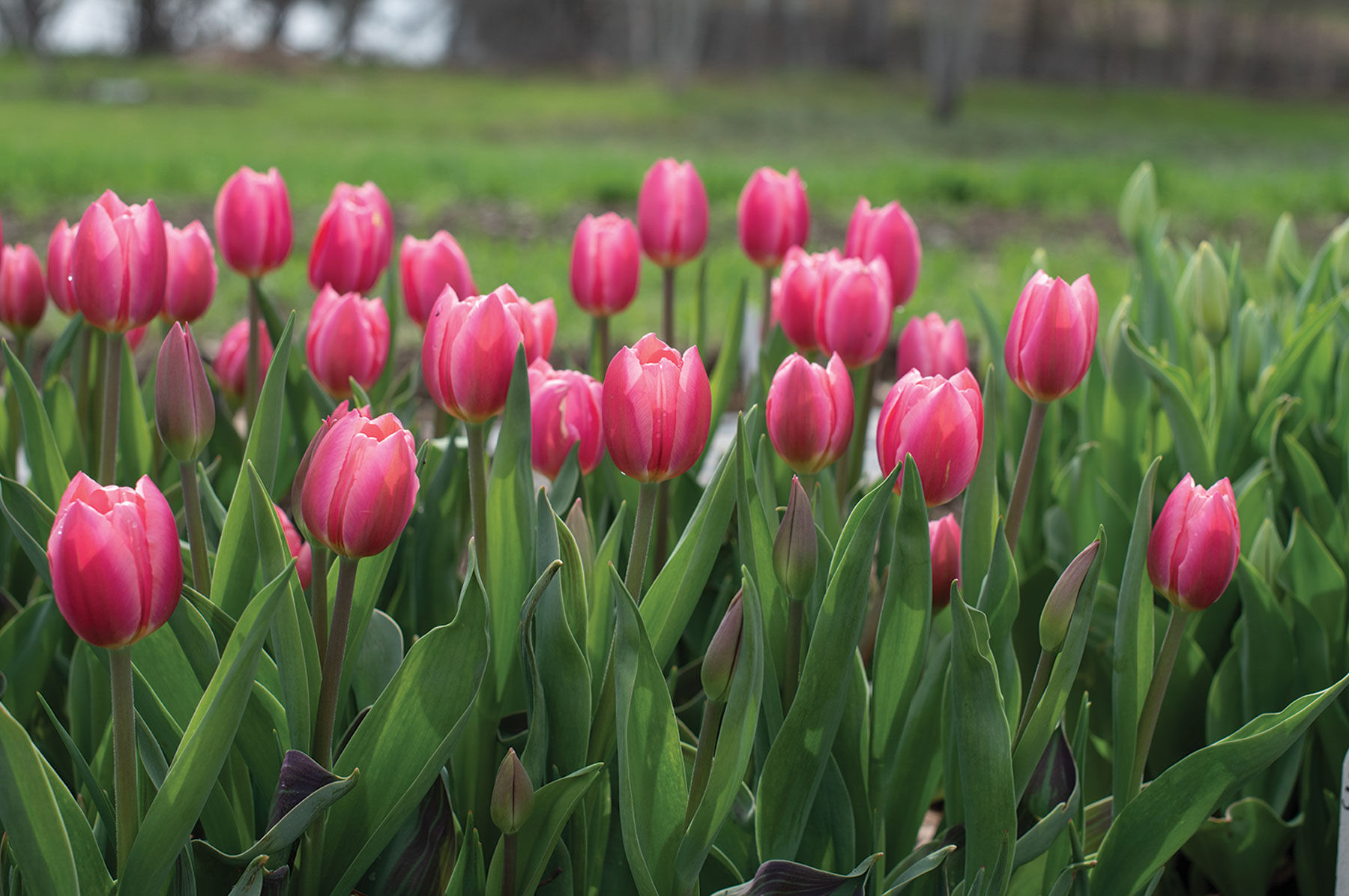 Red Flower Varieties | Johnny's Selected Seeds