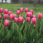 Rosy Delight&reg; Tulips