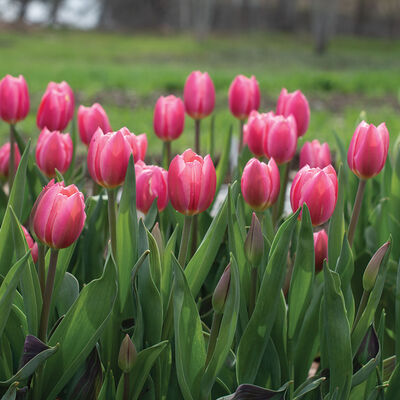Rosy Delight&reg; Tulips
