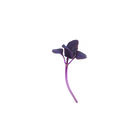 Basil, Red Rubin Microgreen Herbs