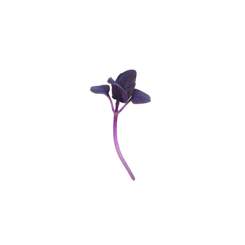 Basil, Red Rubin Microgreen Herbs