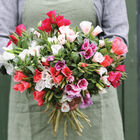 Grace Mix Clarkia