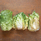 Giorgione Radicchio