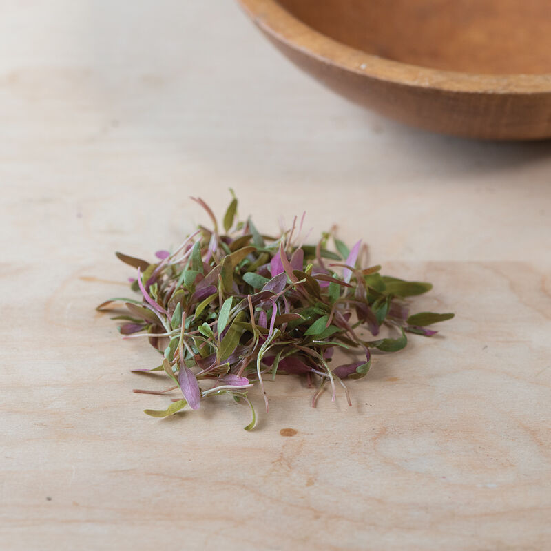 Amaranth, Bicolor Microgreen Vegetables