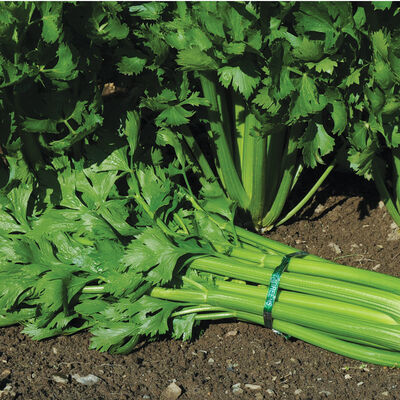 Tango Celery