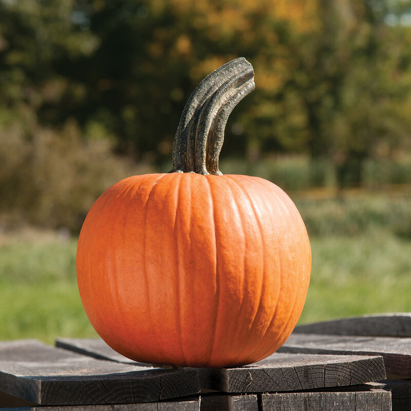 Cinnamon Girl PMR Pie Pumpkins