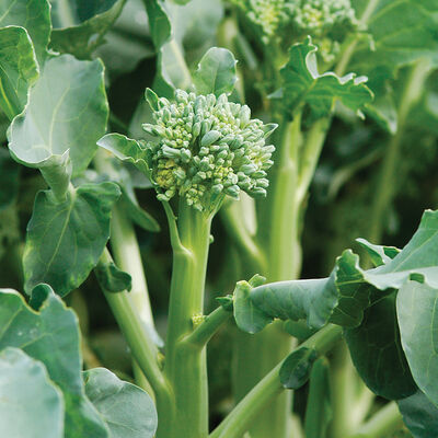 Happy Rich Happy Rich Mini Broccoli