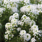 Sweet Alyssum Alyssum