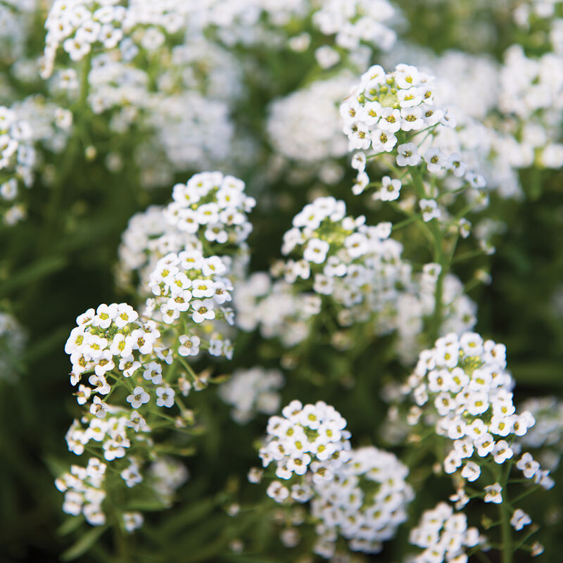 Baby's Breath Flower Seed - 1 Gram Packet ~ 800 Seeds - Annual Flower  Gardening Seeds - Open Pollinated 