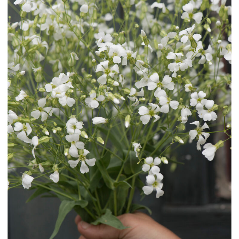 White Beauty Saponaria