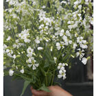 White Beauty Saponaria