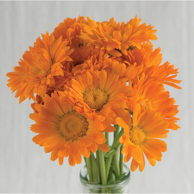 Alpha Alpha Calendula
