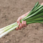 King Richard Leeks