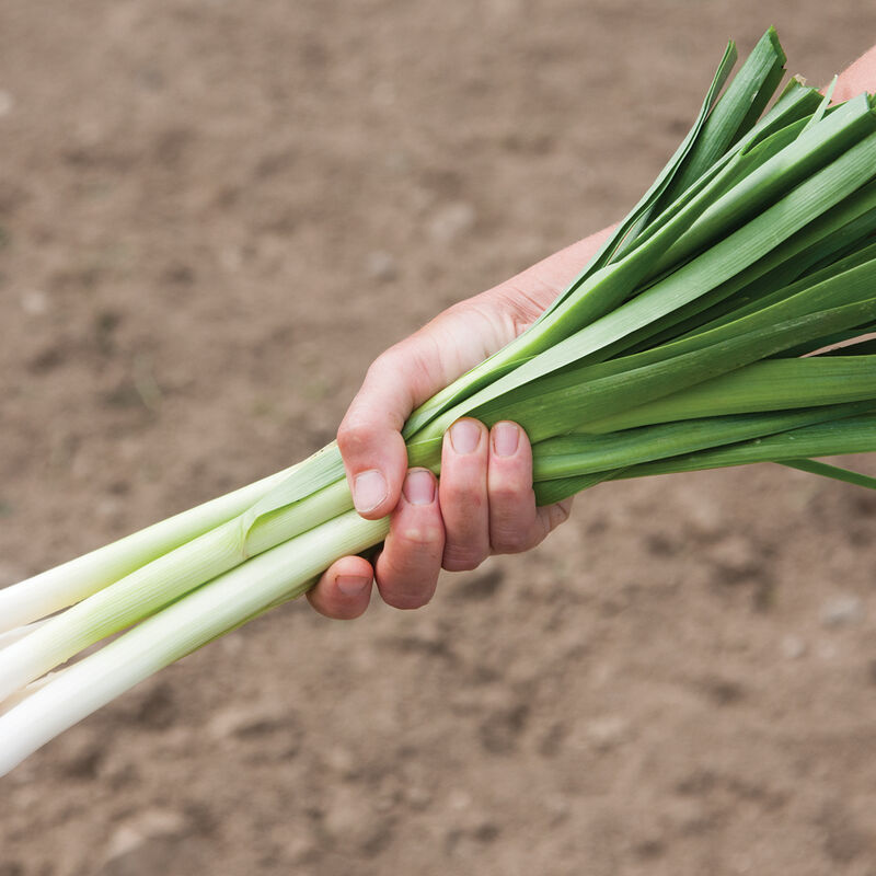 King Richard Leeks