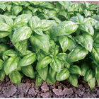 Dolly Basil