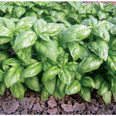 Dolly Basil