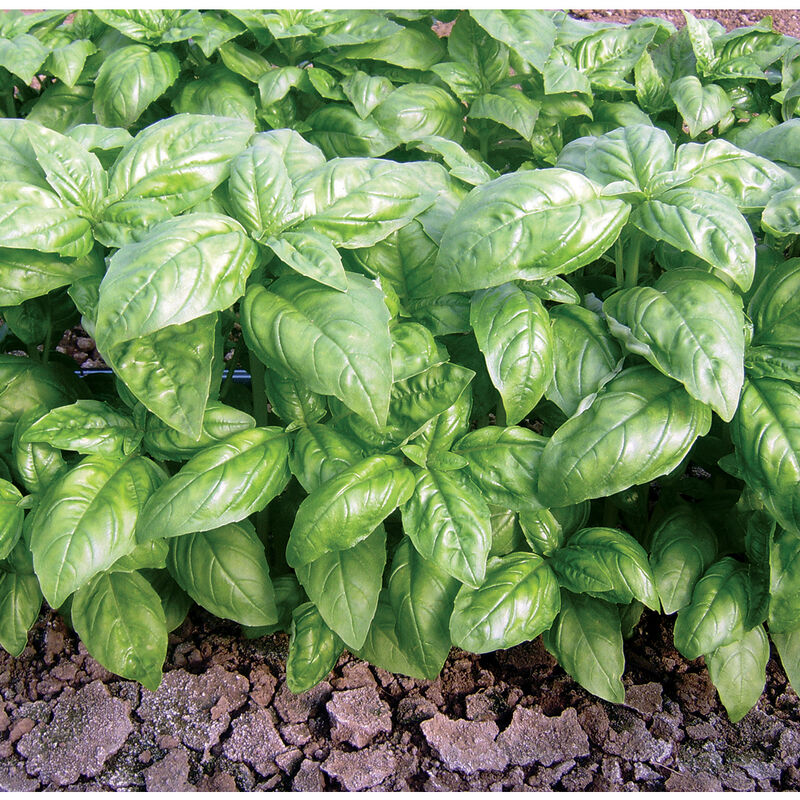 Dolly Basil