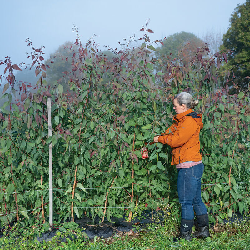 E. tereticornis Eucalyptus