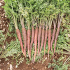 Purple Sun Colored Carrots