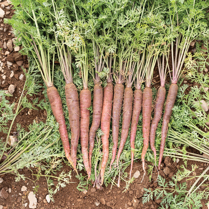 Purple Sun Colored Carrots