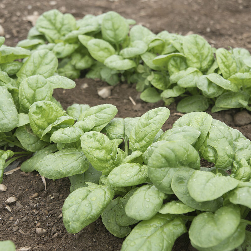 Emperor (F1) Spinach Seed Johnny's Selected Seeds