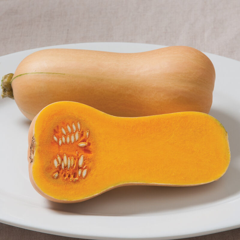 Butterscotch PMR Winter Squash