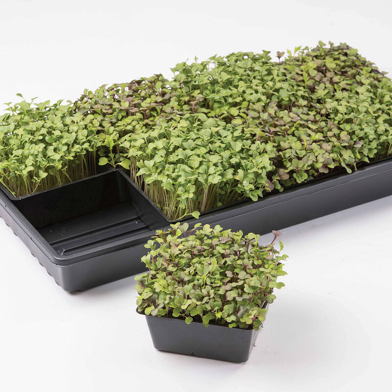 5x5 Inserts – 100 Count Microgreens Supplies