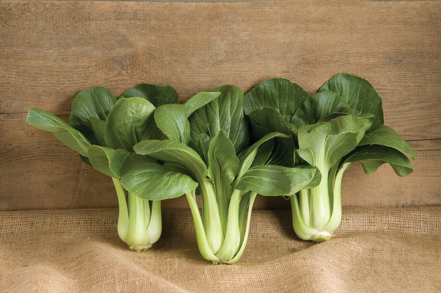Johnny's Selected Seeds Summer Pac Choi