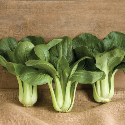 Black Summer Pac Choi (Bok Choy)