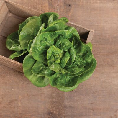 Little Gem Bibb Lettuce