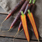 Purple Star Colored Carrots