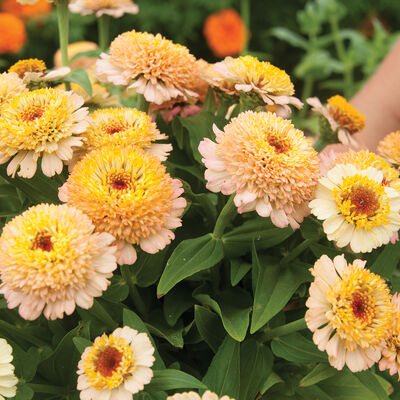 Zinderella Peach Zinnias