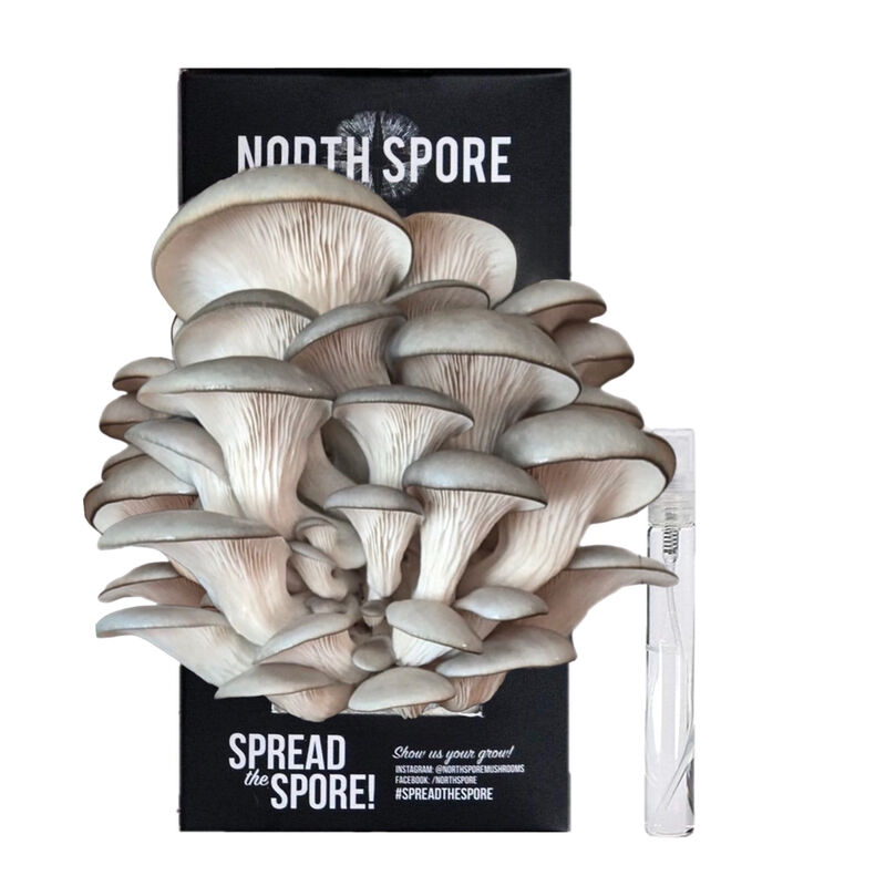 Blue Oyster 'Spray & Grow' Kit 'Spray & Grow' Kits