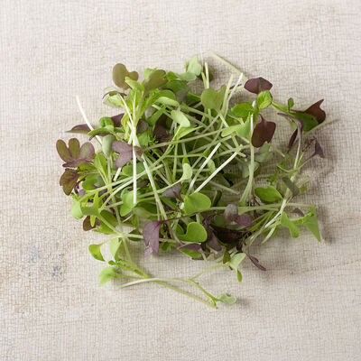 Spicy Micro Mix Spicy Micro Mix Microgreen Mixes