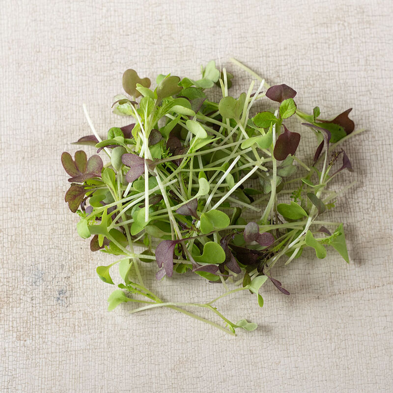 Spicy Micro Mix Spicy Micro Mix Microgreen Mixes