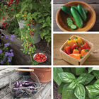 Savory Start Collections