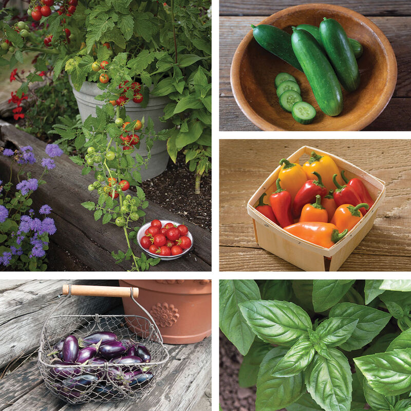 Savory Start Collections