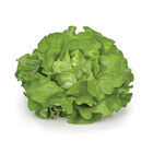 Flandria Butterhead Lettuce (Boston)