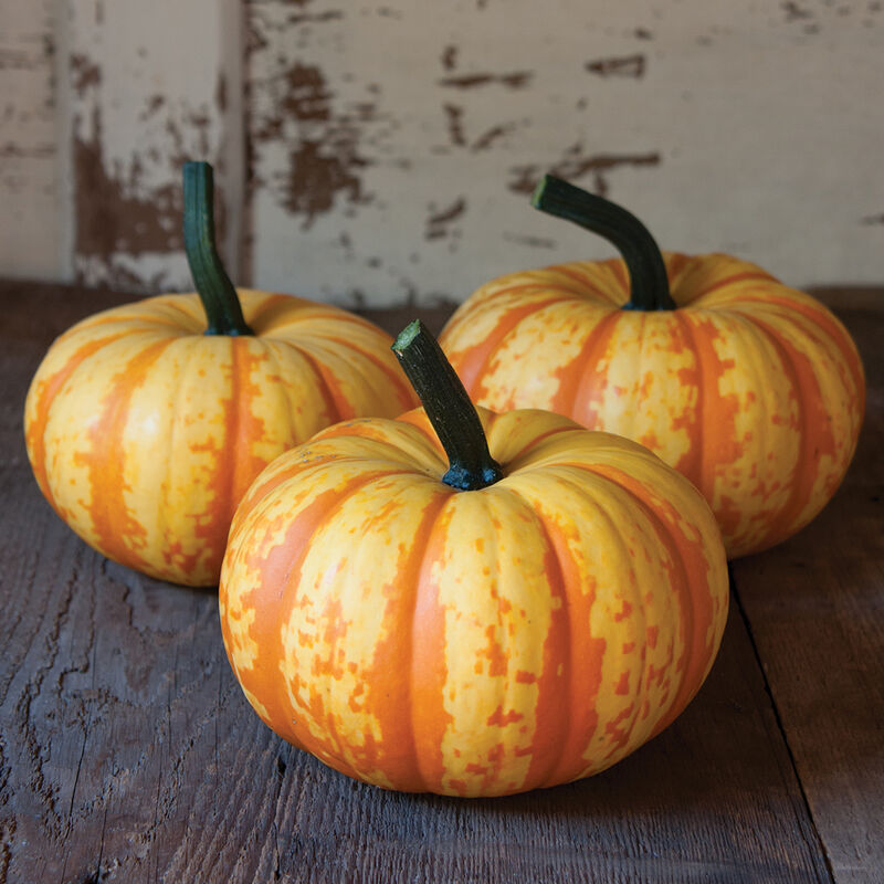 Blaze Specialty Pumpkins