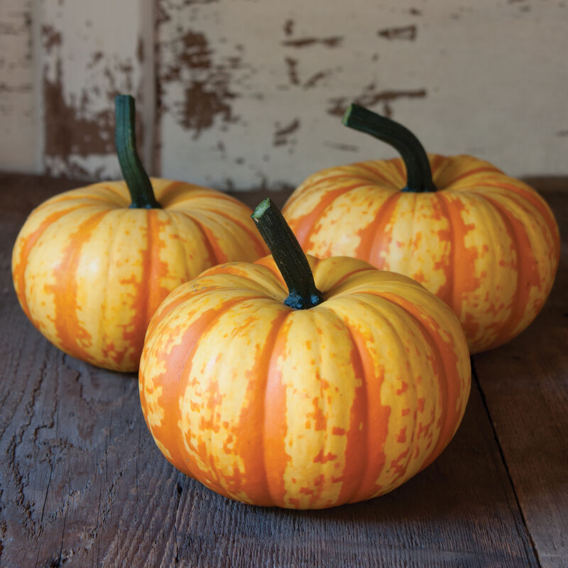 Blaze Specialty Pumpkins