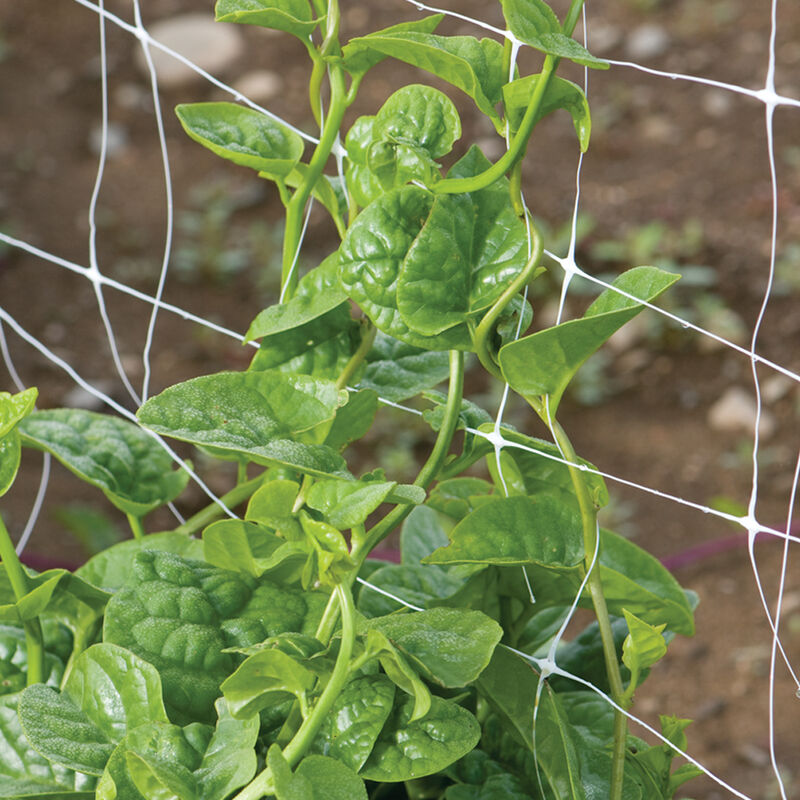 Green Malabar Spinach Specialty Greens
