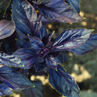 Red Rubin Red Rubin Purple Basil