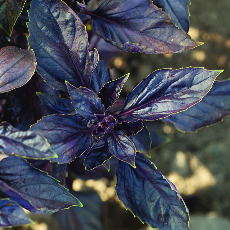 Red Rubin Red Rubin Purple Basil