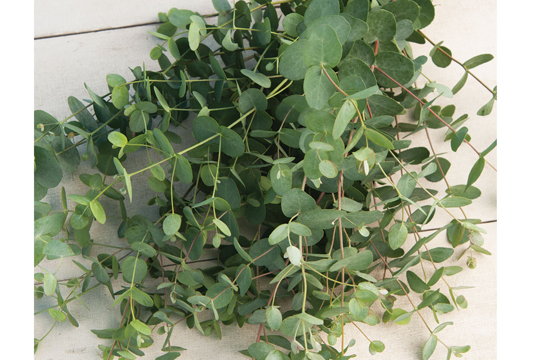 Silver Drop Eucalyptus Seed Johnny's Selected Seeds