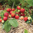 Annapolis Strawberry Bare-Root Plants
