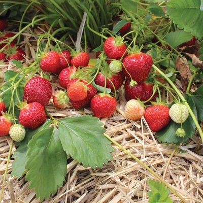 Annapolis Strawberry Bare-Root Plants